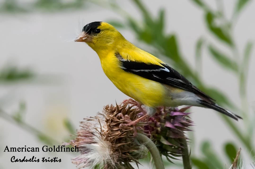 American Goldfinch